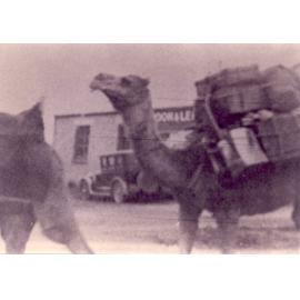 Pack camels on Pennant Hills Road, Thornleigh