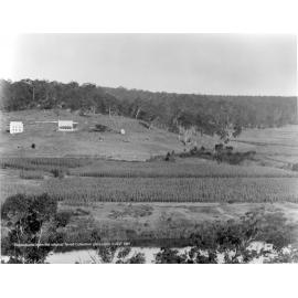 Maize field, Hawkesbury River
