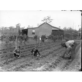 Strawberry picking at Epping
