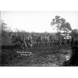 Timber Drawing, Carlingford
