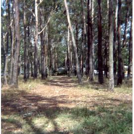 Old alignment of Pennant Hills Road, Observatory Park, Pennant Hills