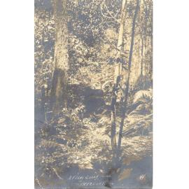 Postcard of "A Ferny Gully, Beecroft" c.1905