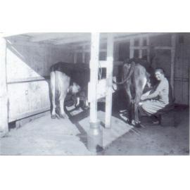 Dairy in Denison Street, Hornsby, late 1920s