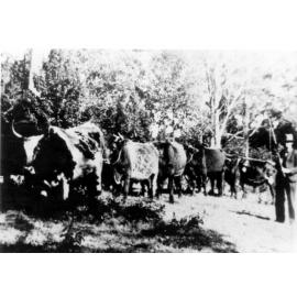 Bullock team, West Pennant Hills