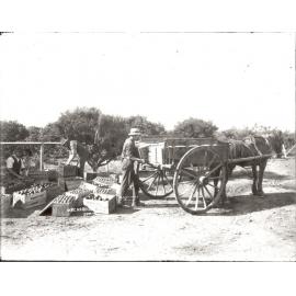 Wooster's orchard, Epping