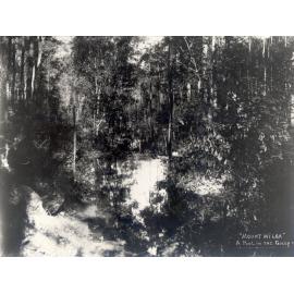 A pool in the gully near Mt Wilga, c. 1908