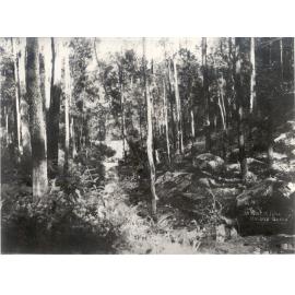 "Bridge Gully", Mt Wilga, c. 1908