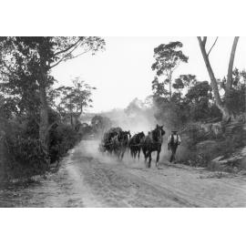Horses hauling timber on Beecroft Road, Epping, c. 1900