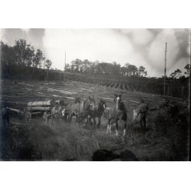 Timber jinker and orchard, Carlingford, c. 1920