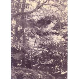 Lisgar Gardens, Hornsby