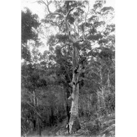 Large tree in the Beecroft bush, c. 1912