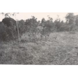 251 Pacific Highway, Hornsby