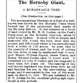 Felling a Giant Tree in Hornsby, 1893