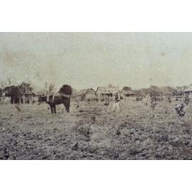 Unidentified member of the Bellamy family harrowing