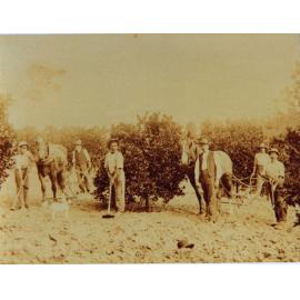 Les Smith's Orchards, West Pennant Hills