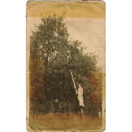 Orcharding in Old Mans Valley