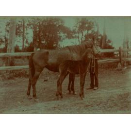 Maher family of West Pennant Hills.