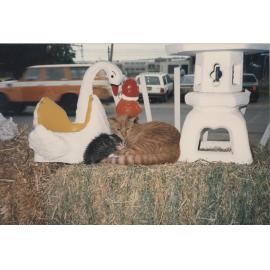 Two of the cats at Somerville's Produce store in the front window display, c.1979