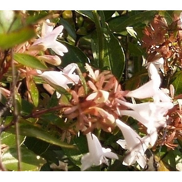 Abelia Close