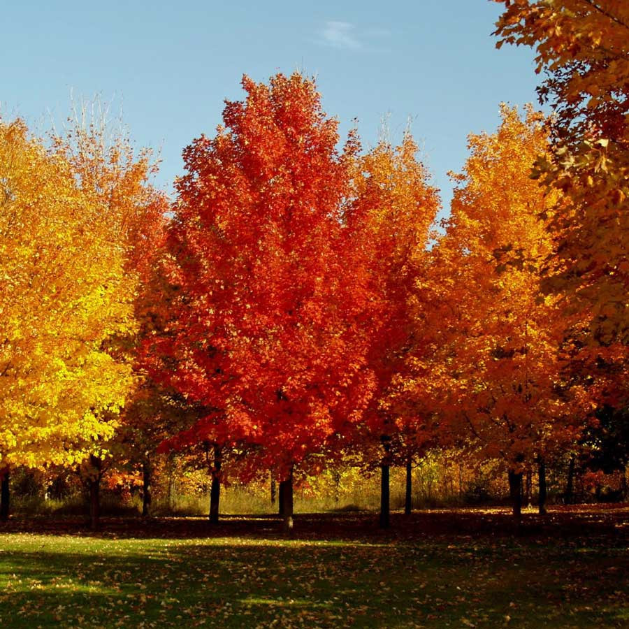 Acer Court