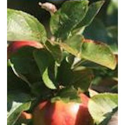 Appletree Drive