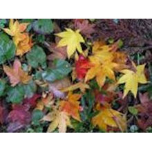 Autumn Leaf Grove