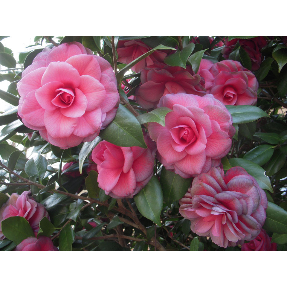 Camellia Court