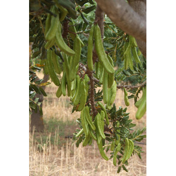 Carob Place