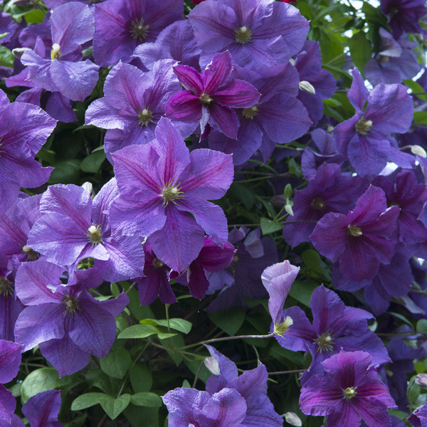 Clematis Close