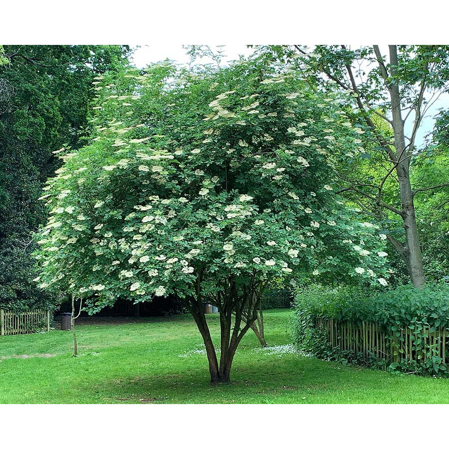 Elderberry Place