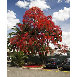 Flametree Place