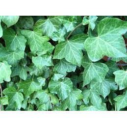 Ivy Place