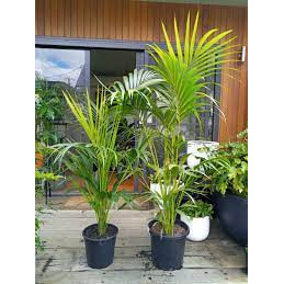 Kentia Parade
