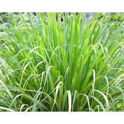 Lemongrass Place