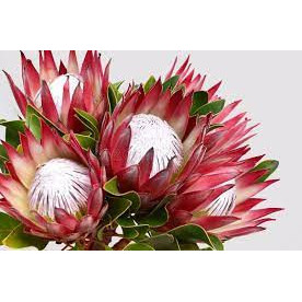 Protea Place