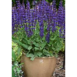 Salvia Close