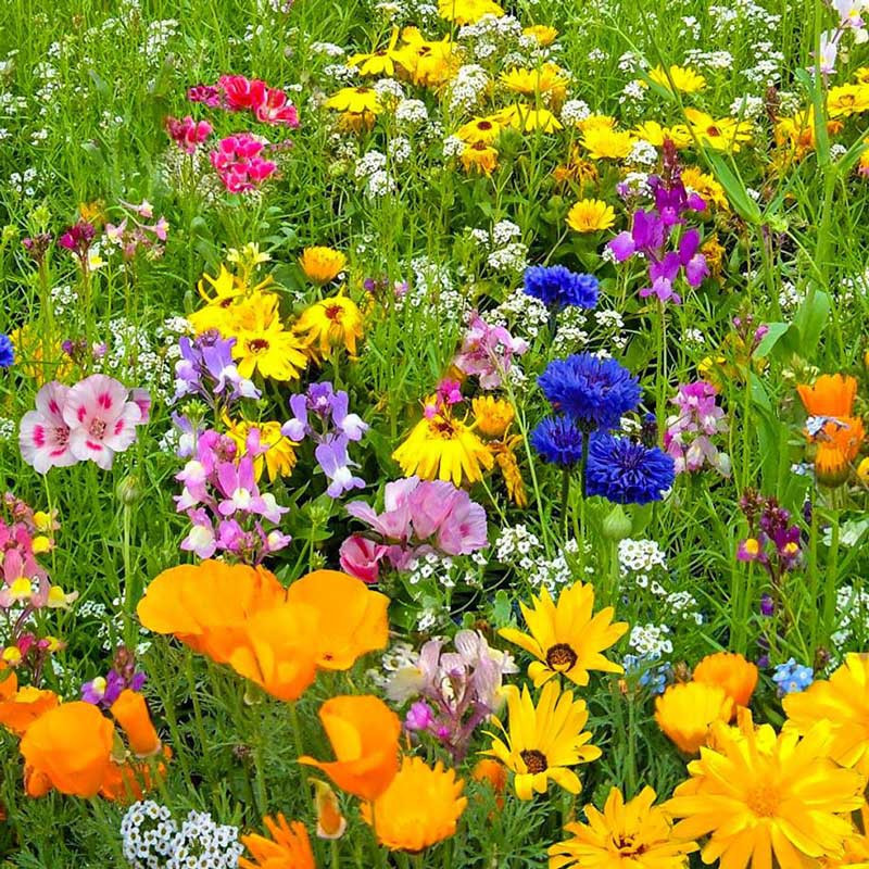 Wildflower Place