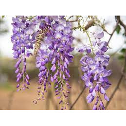 Wisteria Crescent