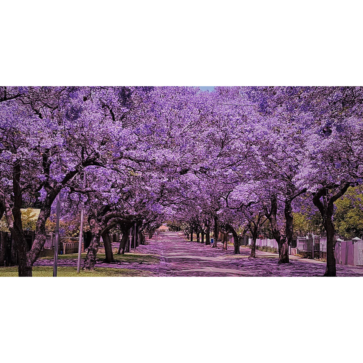 Jacaranda Place