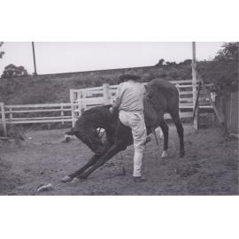 Jim Wilton training his trick horse Tim at his riding school.