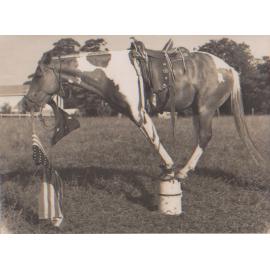 Jim Wilton's wonder horse, Target 