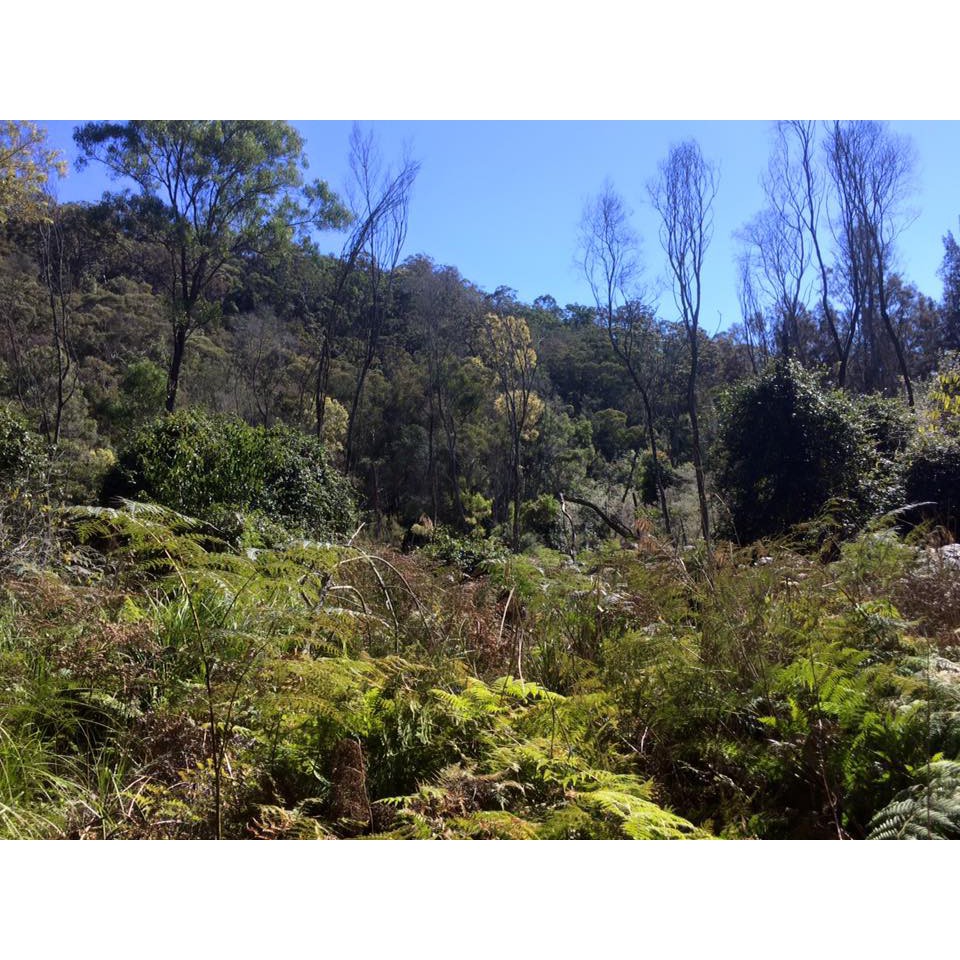 Muogamarra 