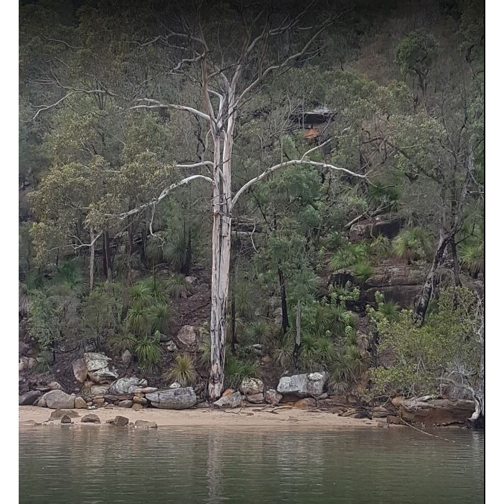 Muogamarra Point