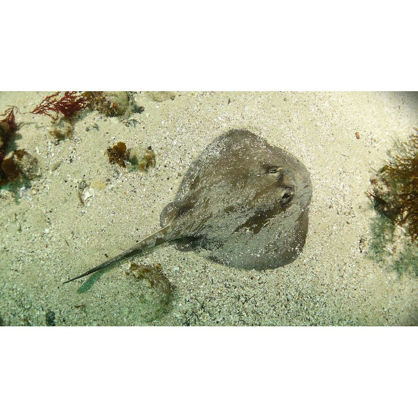 Stingray Bay