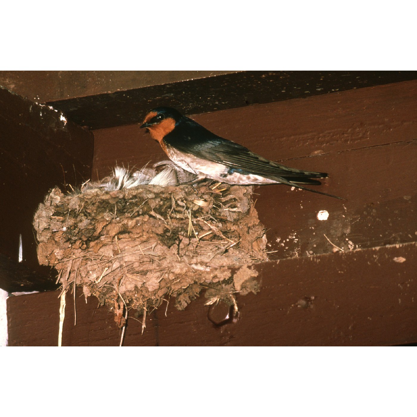 Swallow Rock