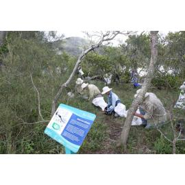 Floating Landcare Volunteers working on Bar Island - Hawkesbury River