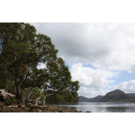 Bar Island Foreshore - Hawkesbury River