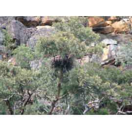 Sea Eagles Nest, Lower Hawkesbury River