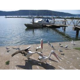 Pelican at Parsley Bay, Hawkesbury River