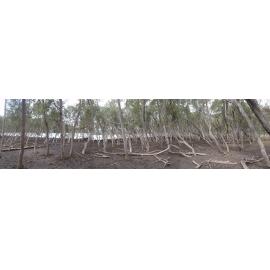 Mangrove Forest and Saltmarsh at Courangra Point, Hawkesbury River